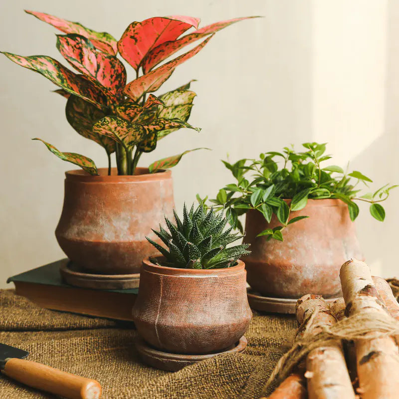 Terra Sol – Handcrafted Rustic Terracotta Planter